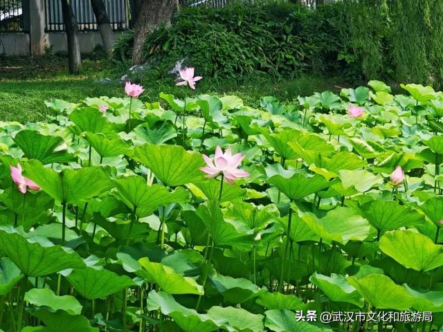 武汉荷花已到盛花期！5处赏荷地，地铁直达