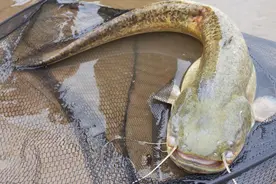 9种淡水鱼辨别照片，带你认识不同鱼和钓法，学会了能上巨物！图片