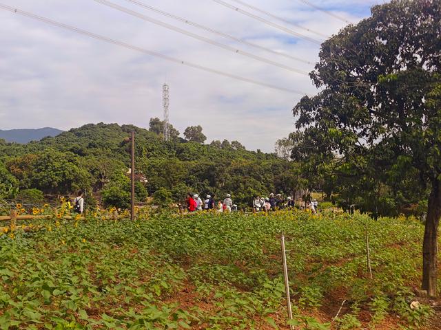 环西丽湖绿道骑行慢行随拍-动个好奇心