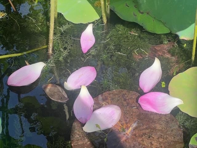 夏日西湖，8月9日。