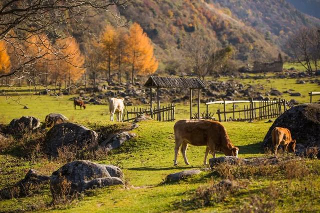 赏秋正当时!自驾来汉中,赴一场秋日视觉盛宴~