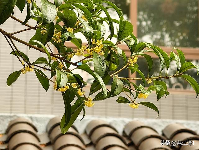 桂香漫城：桂林的秋日私语