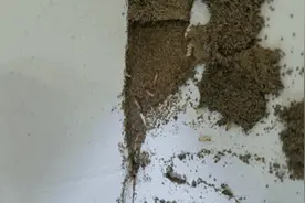 破坏性极强！湖北已出现，记得关好门窗图片