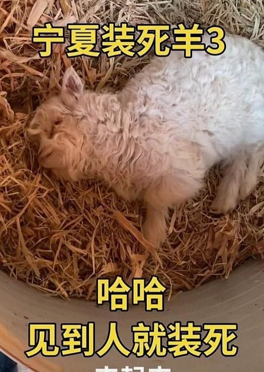 宁夏装死小羊晕倒原因揭底，小孩衣服成重要线索，真相太心酸