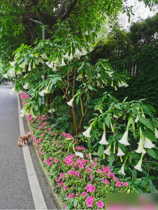 阴花不能进阳宅！这5种花“打死”也不养，家里若有？快挪走！