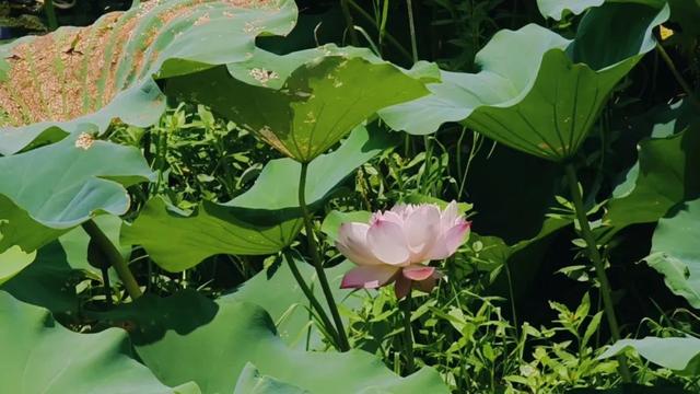 大美泌阳系列之菌都公园：荷香逸韵 秋染园景
