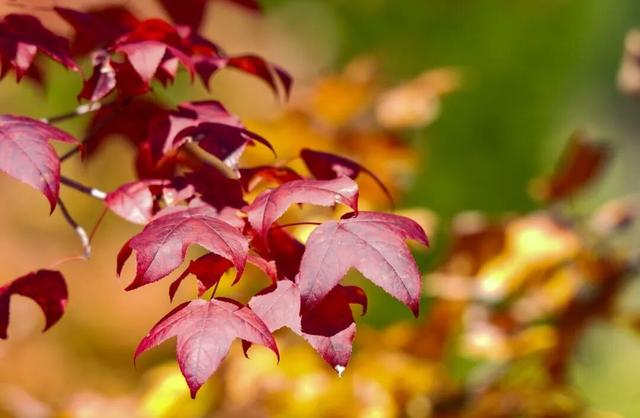 到滇池之上边，看周总理种植的树与秋日红枫林