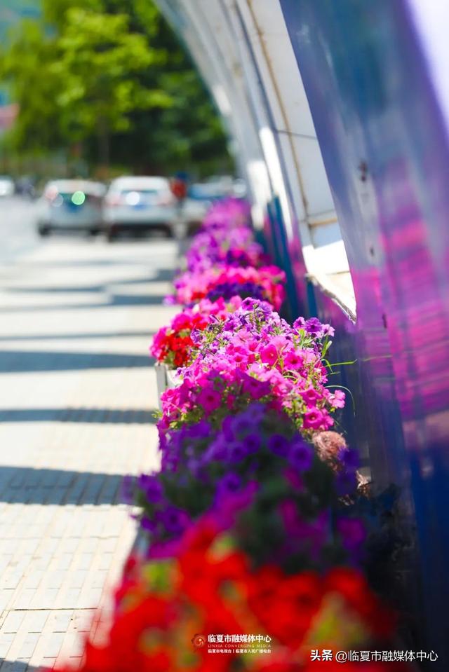 临夏市：一座把“浪漫”写进马路牙子的城市