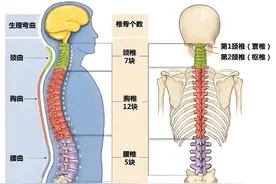 脊柱、腰椎和腰的关系！图片