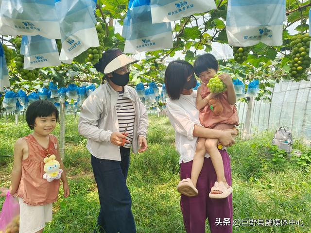 “萄”你欢心 快乐“童”行——核桃园镇举办暑期亲子采摘活动