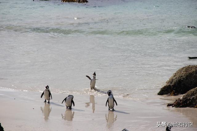 南部非洲：南非开普敦企鹅岛