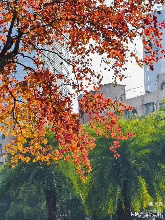 市府路的这几颗乌桕树,你见过吗?现在正是最美的时候!