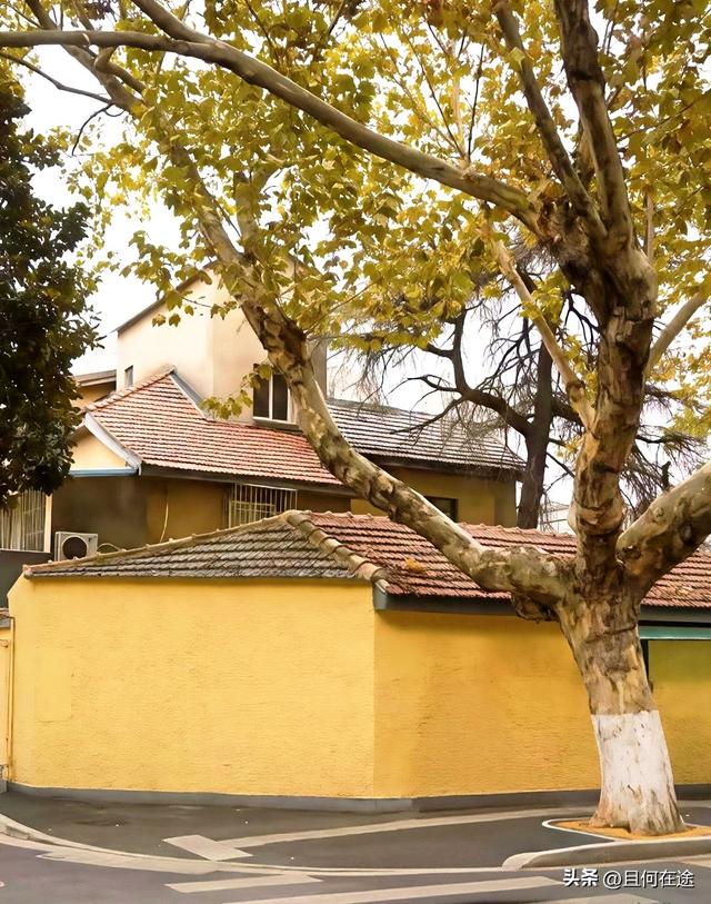 南京“丑萌”梧桐C位出道！颐和路半天游，把民国浪漫拍成表情包