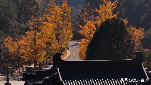 “含金量”爆棚！初冬限定，温州这处千年古刹的银杏大道美翻了！