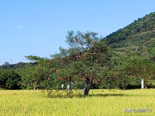 从化艾米稻香小镇