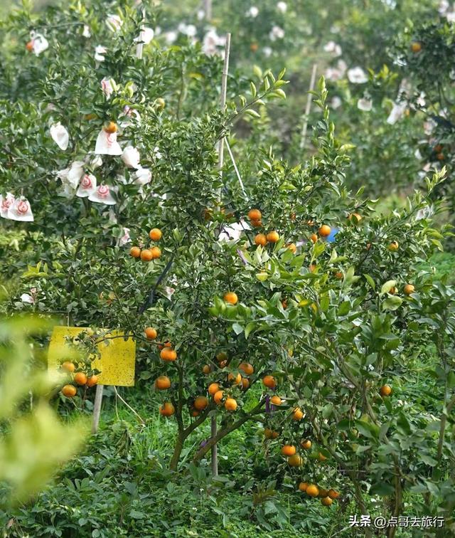 成都真正的“小林芝”盛景，被严重低估，漫山梅花，美到震撼！