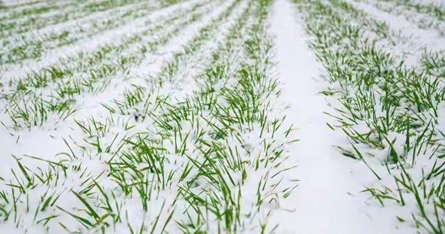 “大雪多不多，就看立冬”，今天立冬，今年冬天雪会多冷到哭?