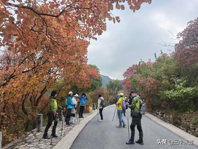 无为在歧路，济南红叶谷
