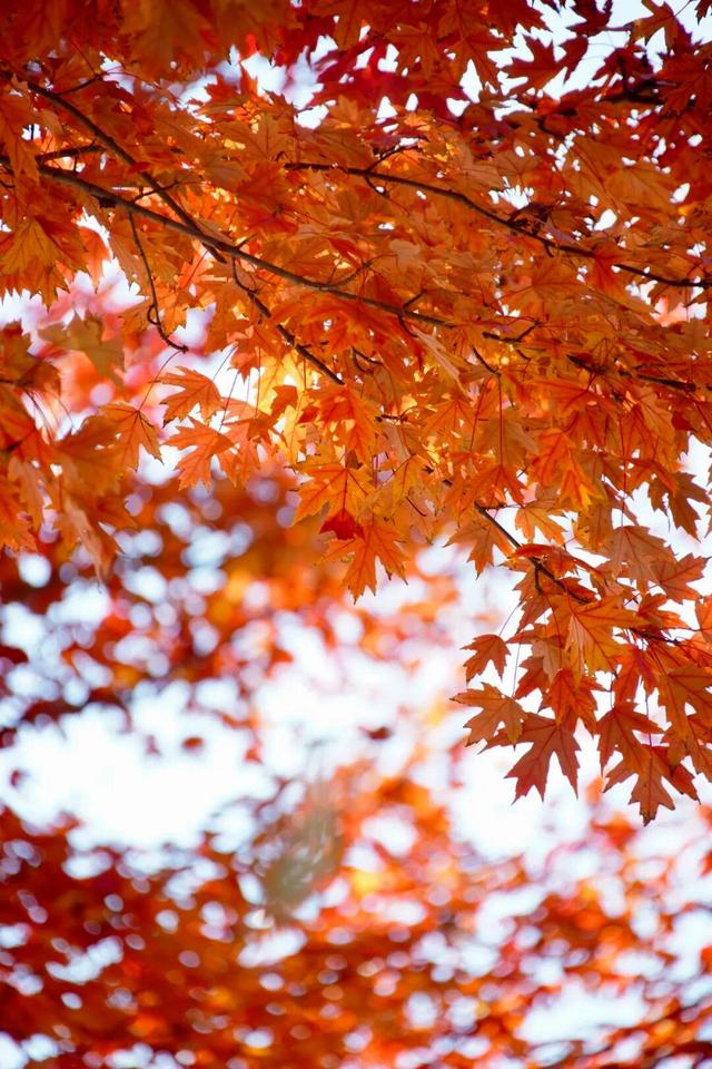 实拍！海淀“莫奈花园”已开启五彩斑斓“童话模式”