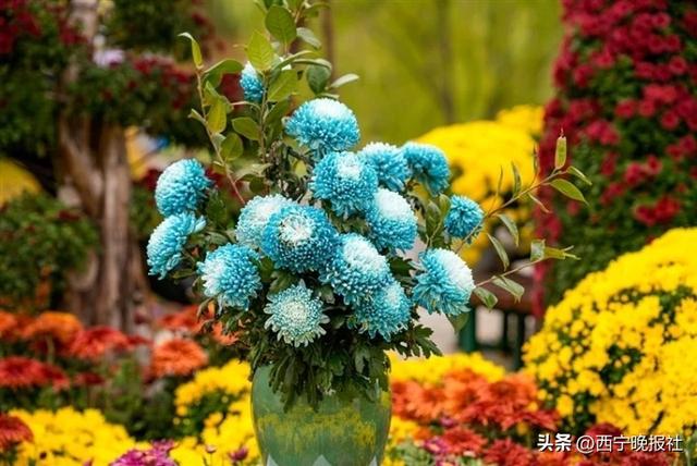 与西宁，共赴一场菊之约