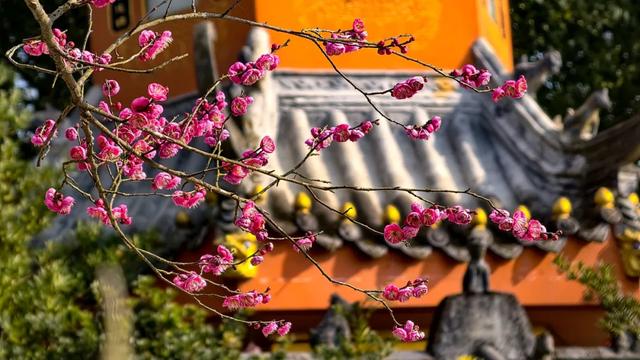 限时“梅”景!郫都这座千年古寺,藏着冬日最治愈的禅意与浪漫