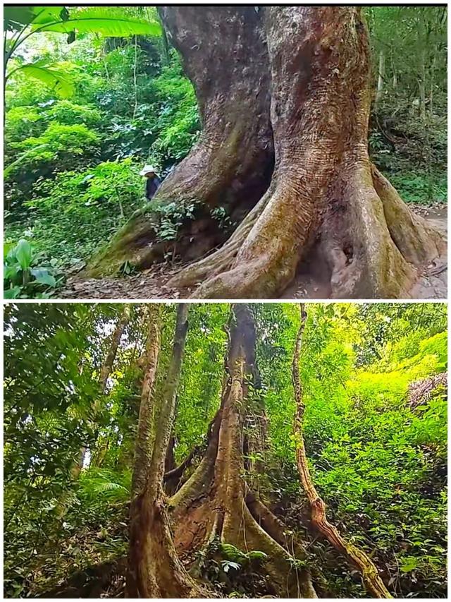 莫里热带雨林好风光