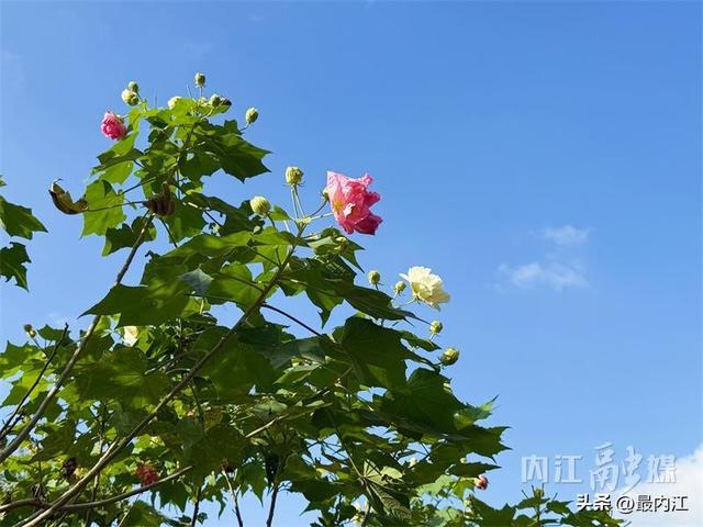 芙蓉映秋景！内江300米“鲜花大道”走红