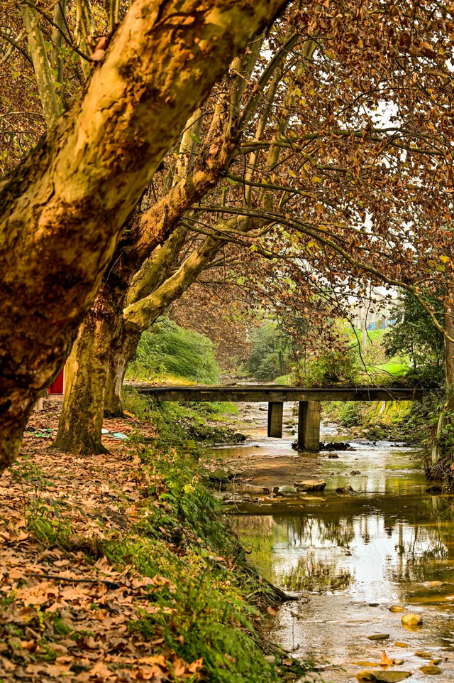 成都周边一日往返，6个小众不废腿的彩林秘境，0门票！