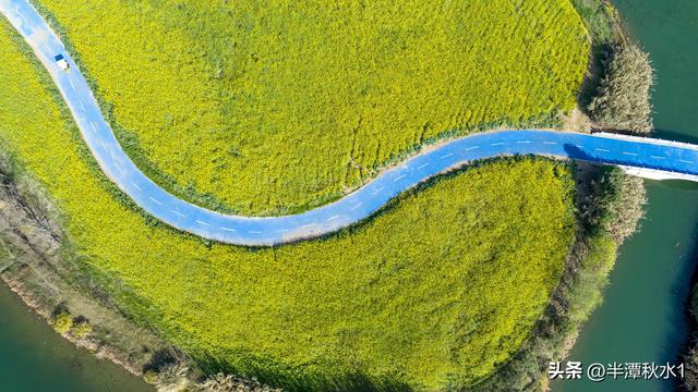 四川彭山：五湖四海油菜花盛开 市民暖阳下赏花踏春
