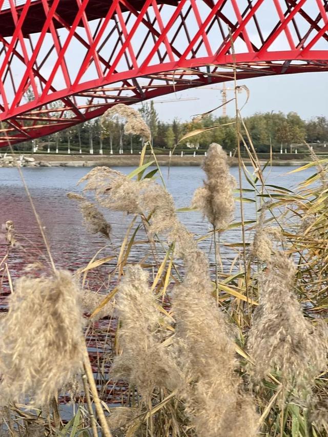 芦花飞雪！比人高+多机位！青岛氛围感芦苇荡初冬打卡地