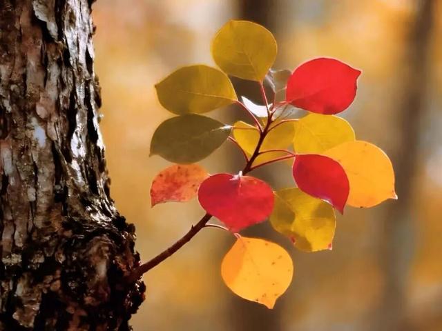 满目金黄，来杨凌赴一场“鎏金之约”！