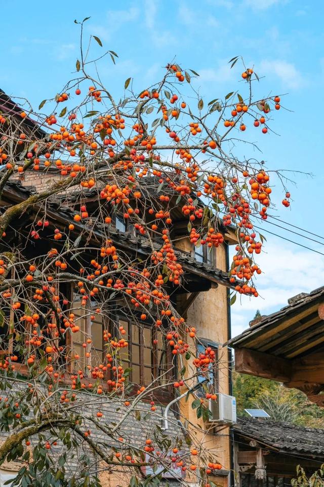 神仙不输泉州，这座闽东小城也有封神的秋天