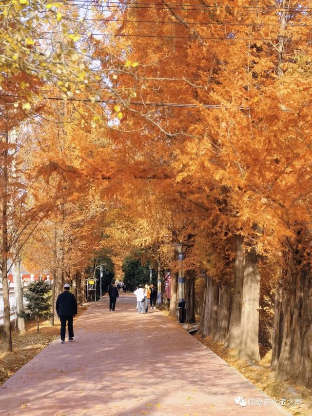 闯入油画世界!东郊公园水杉廊道正红得热烈,美到失语~