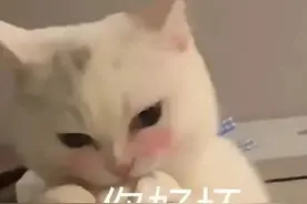 情侣日常互撩表情包丨今晚那个吗？图片