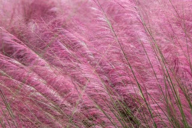 秋日限定！速来围观肇庆的绝美风光~