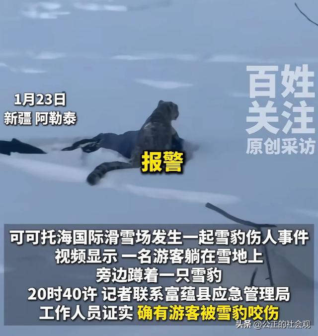 可可托海雪豹伤人航拍图曝光！铁证打脸当事人说法，这下辩无可辩