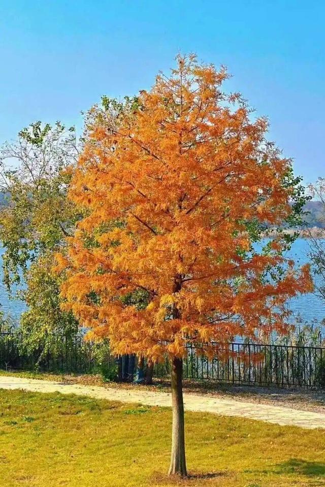 “植愈力”满分！金坛茅山秋冬植物大赏~