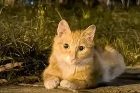 南京大学网红流浪猫，校庆日被钢珠打碎头骨，学校保卫处：暂未锁定嫌疑人图片