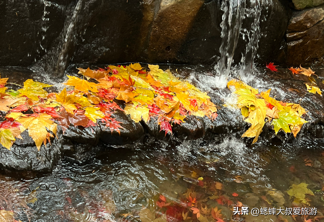 杭州“调色盘景点”爆火了，人从众不说，还藏着天花板枫景线！