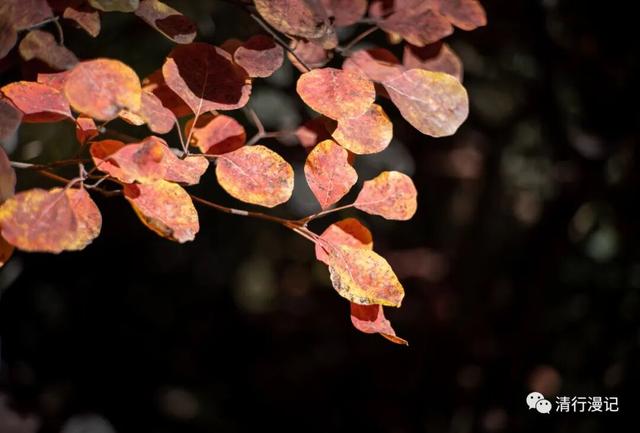 京郊游之坡峰岭