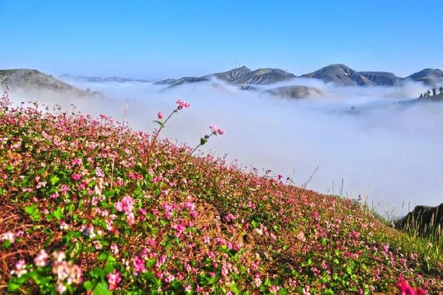 荞麦花开邀你来