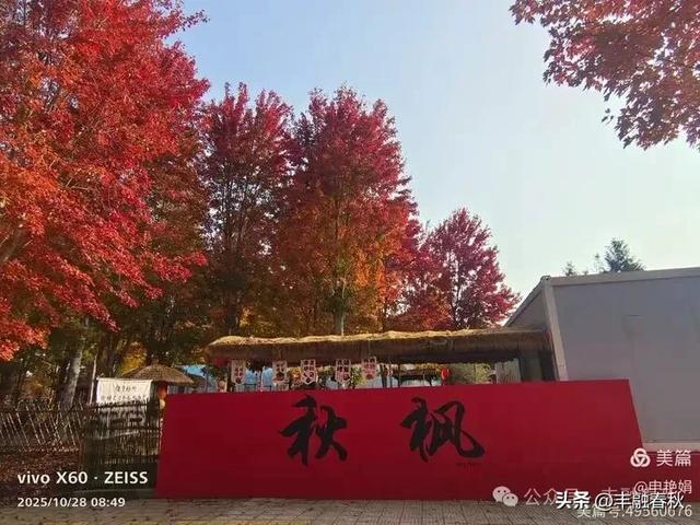 丹枫映秋，枫彩满楼｜申艳娟