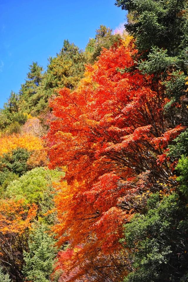 管他什么假，不放假也要来阿坝！