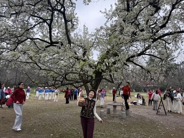 武汉青山公园58岁明星梨树盛放，满树繁花惊艳春日