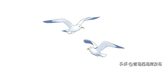 在唐岛湾，一起“鸥”遇吧！