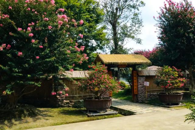 郫都这片“百日红”花海进入最美时刻！免费入园，错过等一年！
