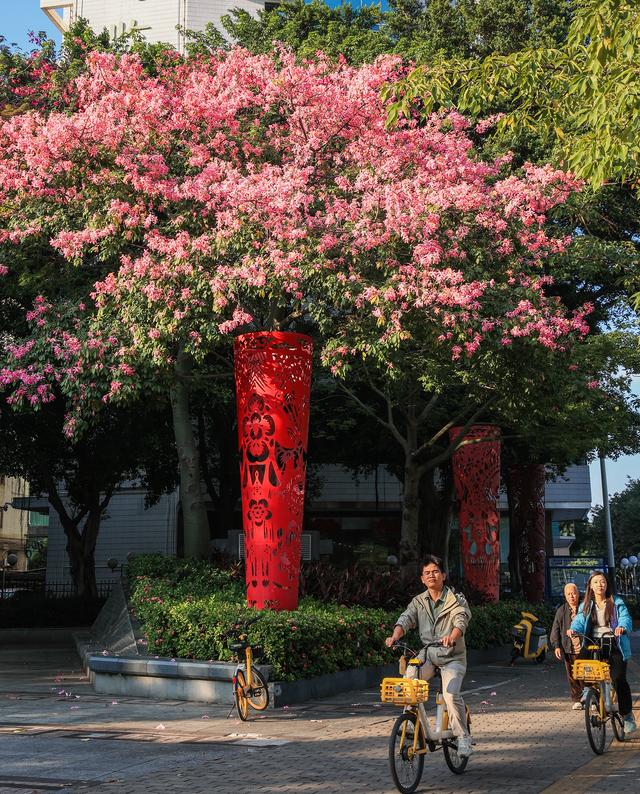 粉色异木棉盛放中！佛山五区这些观赏点，再不去就晚了