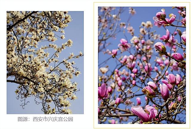 西安春讯｜玉兰、桃花、梅花｜6个早春赏花地 承包你的春季浪漫