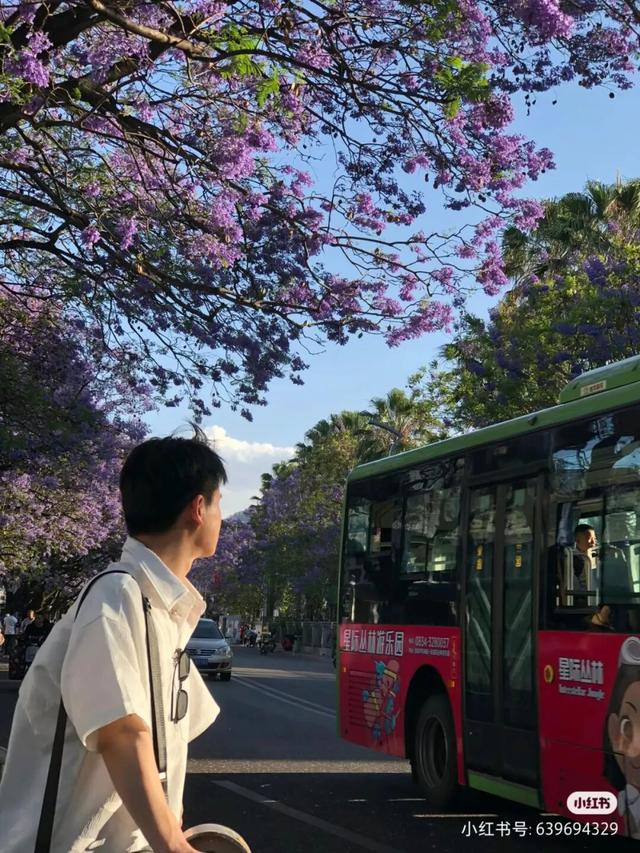 比大理浪漫！比昆明更近！高铁直达阳光小城，2万株蓝花楹美疯！观海登山，美食吃到爽！