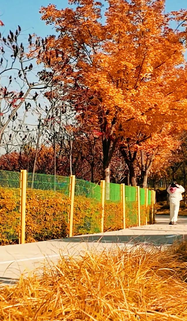 18公里步道免费开放！北京西五环边这个公园迎来最佳观赏期